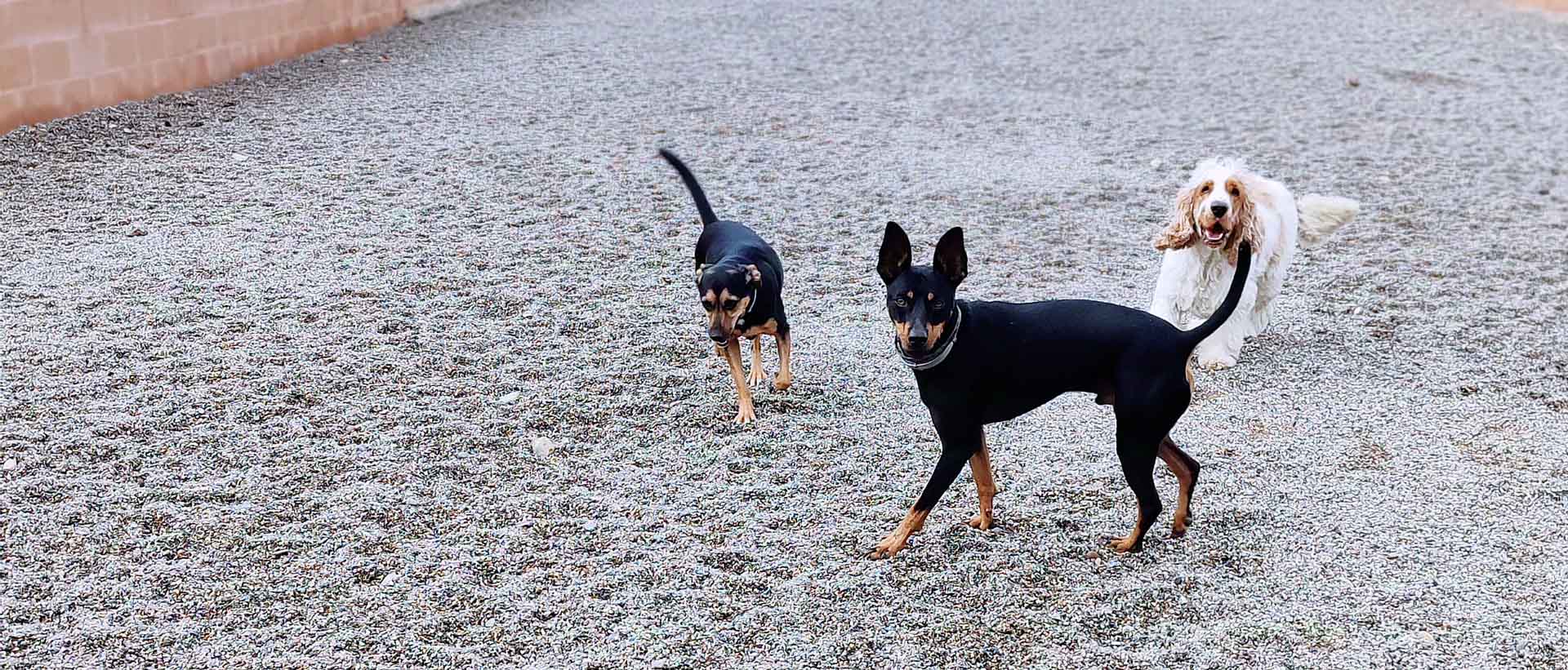 Guardería canina mas huellas