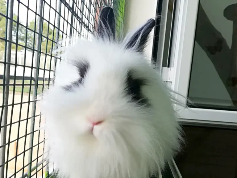 Alojamiento para conejos 01