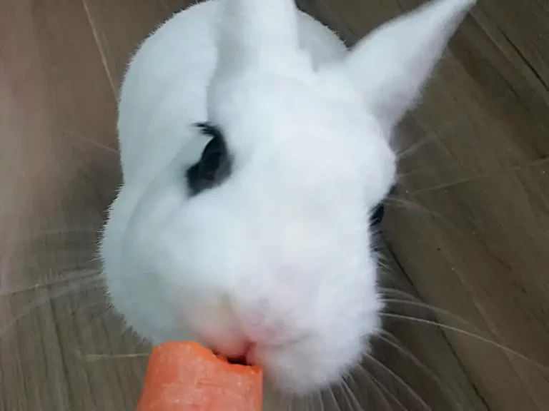 Alojamiento para conejos mascota en Fraga (Huesca) 01