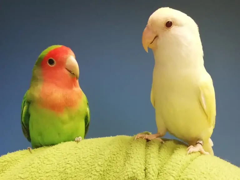 Alojamiento para pájaros en Fraga (Huesca) 01