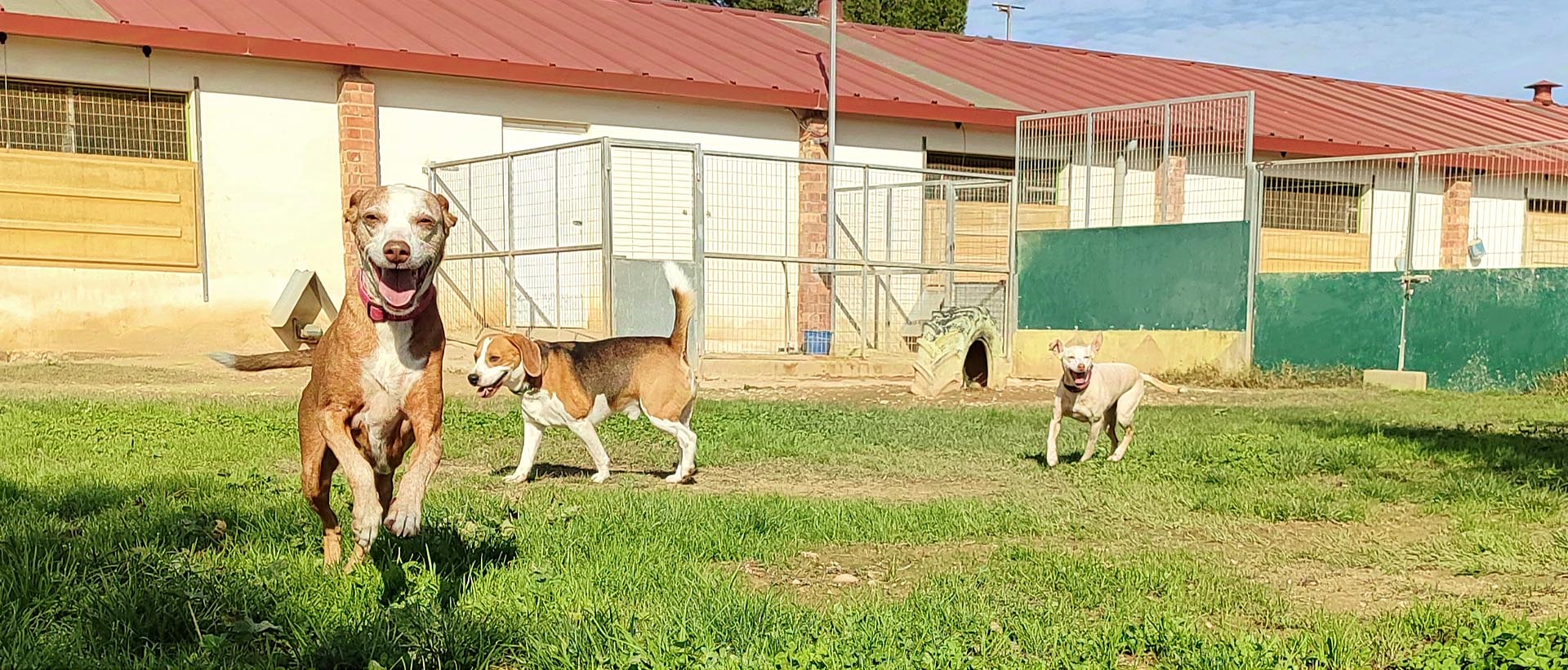 Alojamiento para perros y gatos