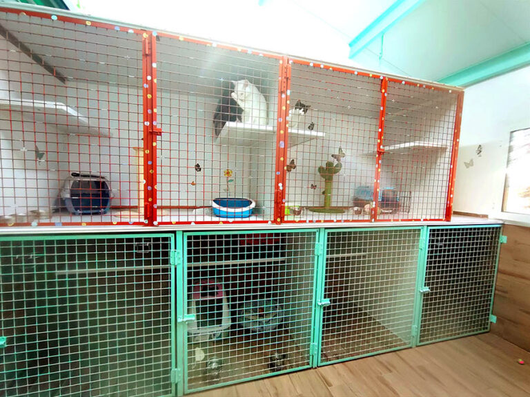 Estancias para gatos