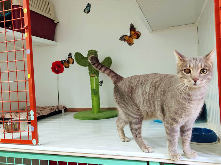 Alojamiento para gatos 04