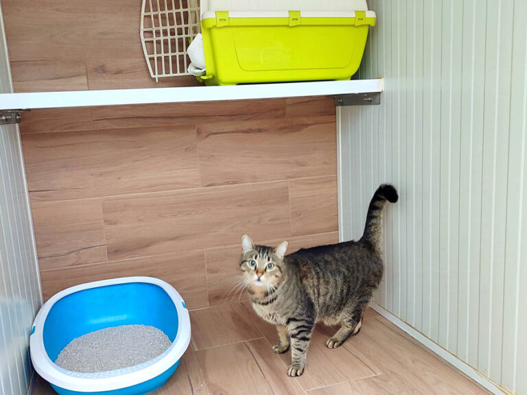 Alojamiento para gatos 03