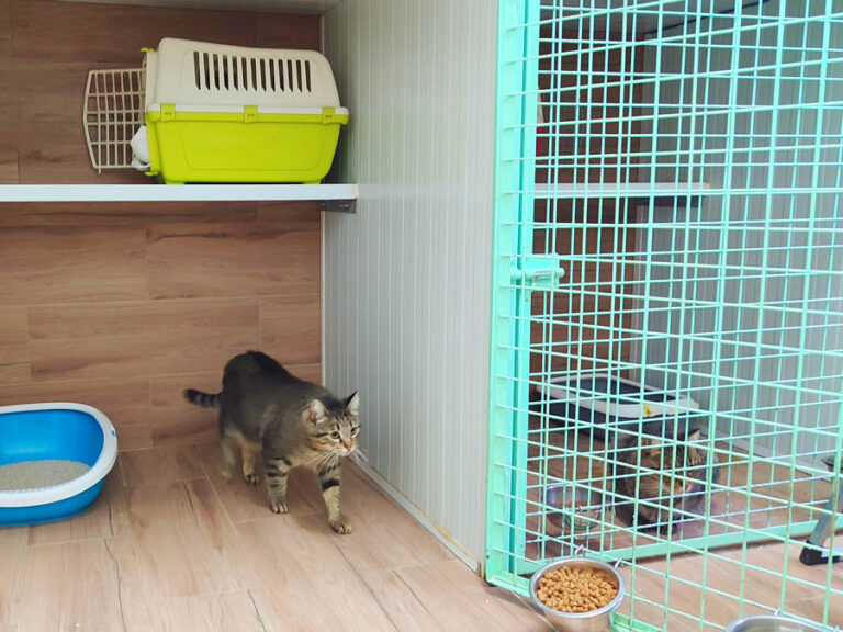 Alojamiento para gatos 01