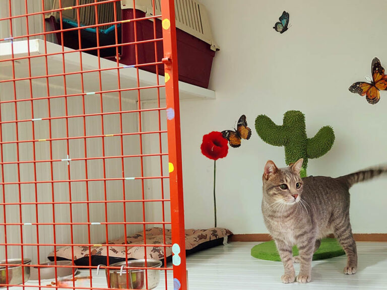 Alojamiento para gatos 02