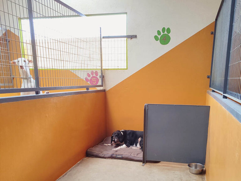 Estancias para perros