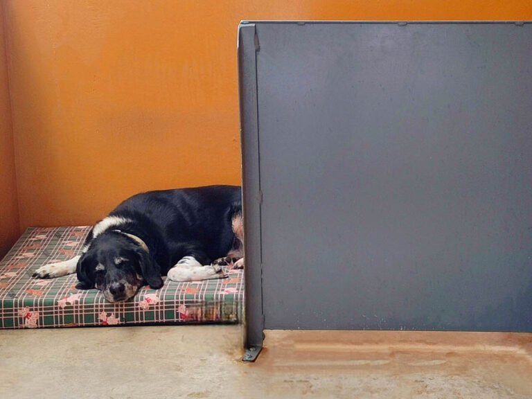 Estancias individuales para perros 01