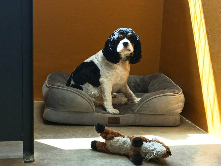 Estancias para perros