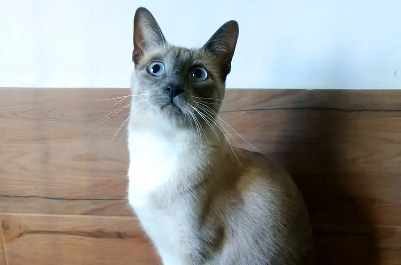 Hotel para gatos en Fraga (Huesca) 03