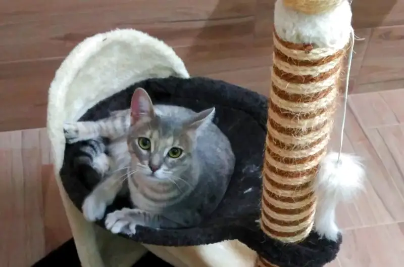 Hotel para gatos en Fraga (Huesca) 02