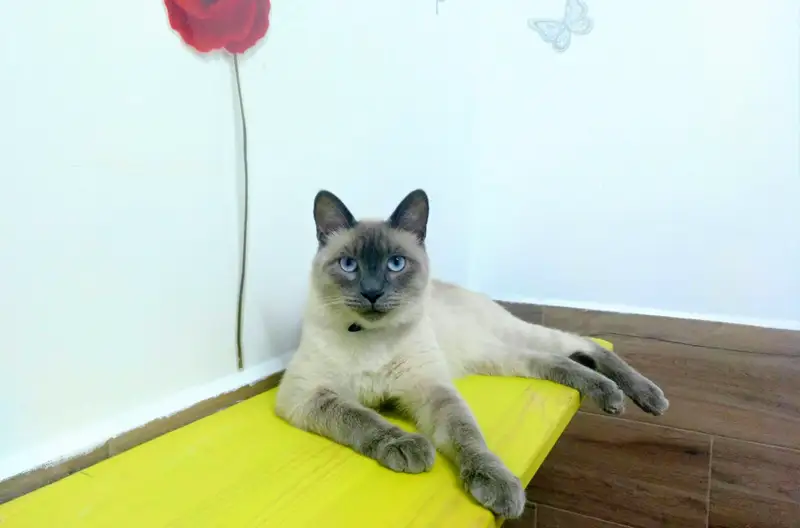 Hotel para gatos en Fraga (Huesca) 01