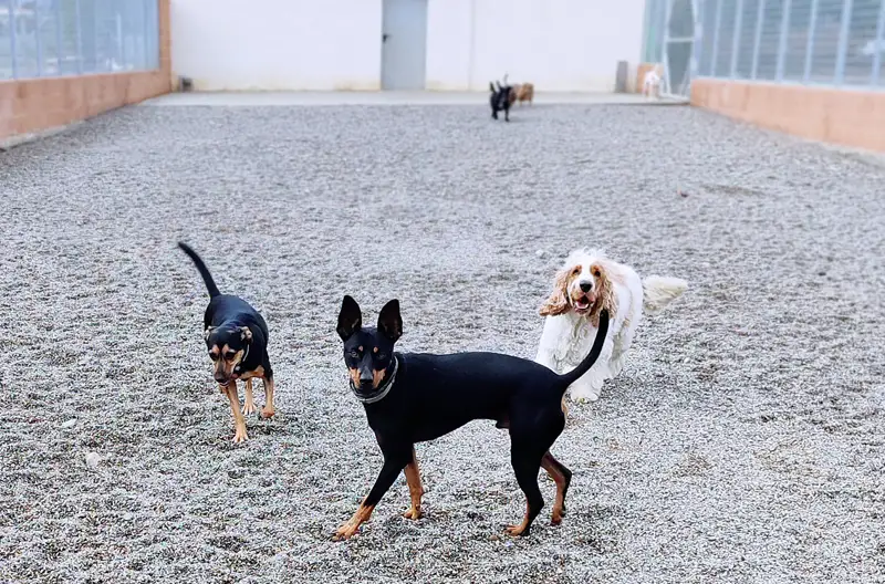 Hotel para perros en Fraga (Huesca) 05