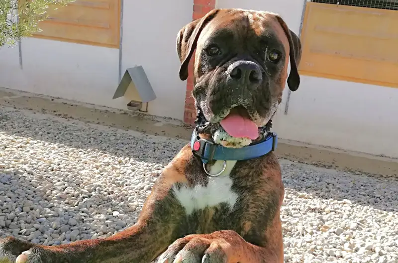 Hotel para perros en Fraga (Huesca) 04