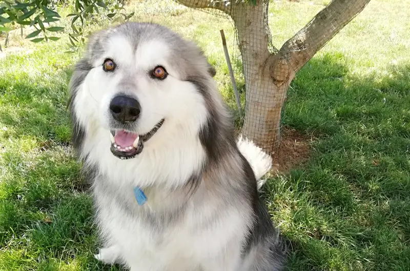 Hotel para perros en Fraga (Huesca) 03