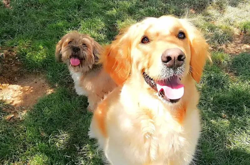 Hotel para perros en Fraga (Huesca) 02