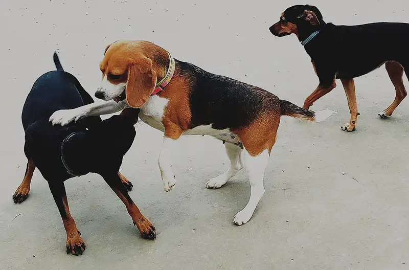 Hotel para perros en Fraga (Huesca) 01